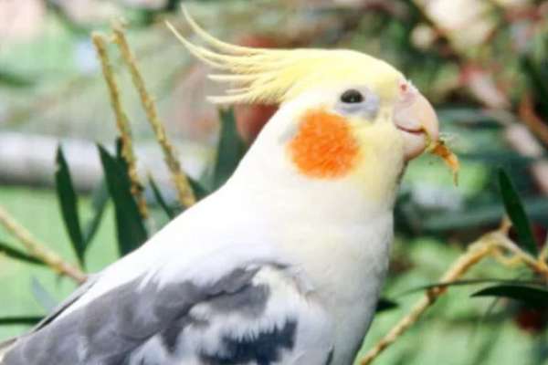 adult breeding cockatiels