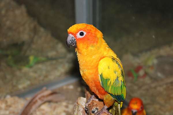 High Yellow Sun Conures for Sale!