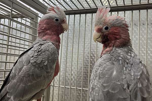 Rose Breasted Cockatoos