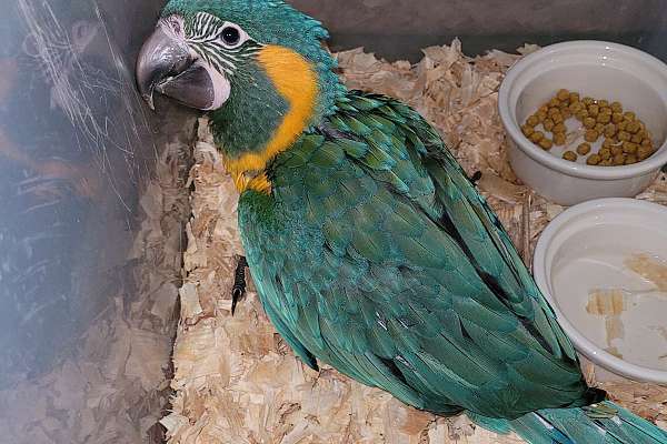 View of Blue Throat Macaw