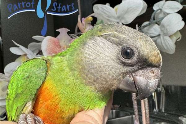 Baby Senegal available at Parrot Stars!