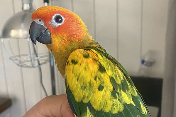 Sun conure