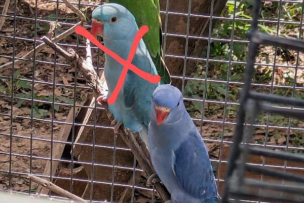 Ringneck, Pastel Green Clear Tail. Handfed, Weaned And Ready To Go.