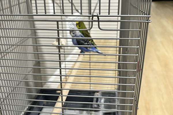 Two parakeets with cage