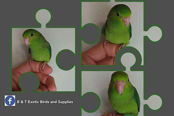 Curated visual reference: Parrotlet Bonding Activities Reference: Pacific Parrotlet