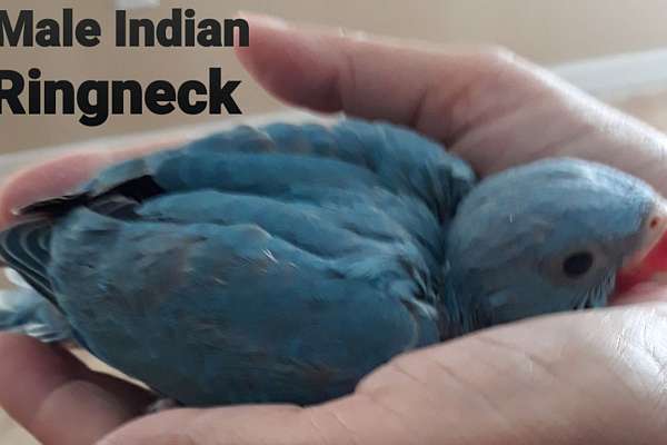 Indian Ringneck Baby Male Blue SOLD