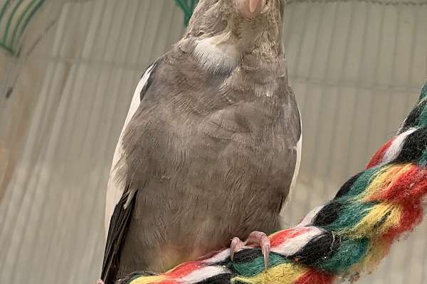 Hand fed Cockatiels