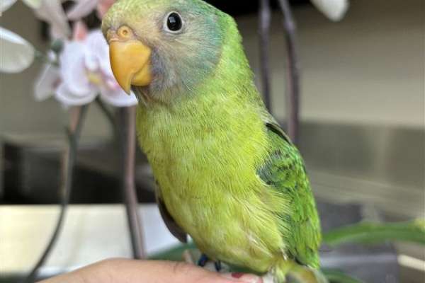 Baby Plum Headed Parakeet Available At Parrot Stars!