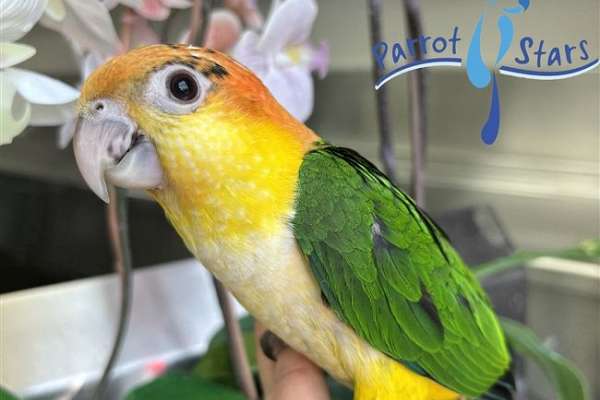 Baby White Bellied Caique available at Parrot Stars!