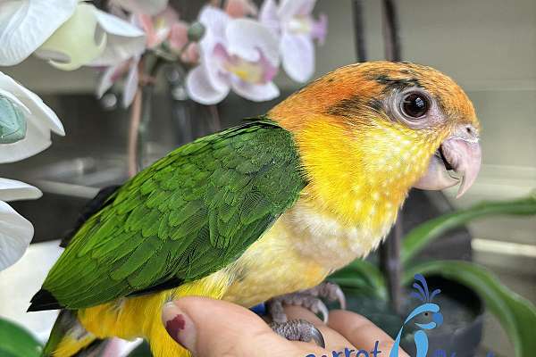 Baby White Bellied Caique Available at Parrot Stars!