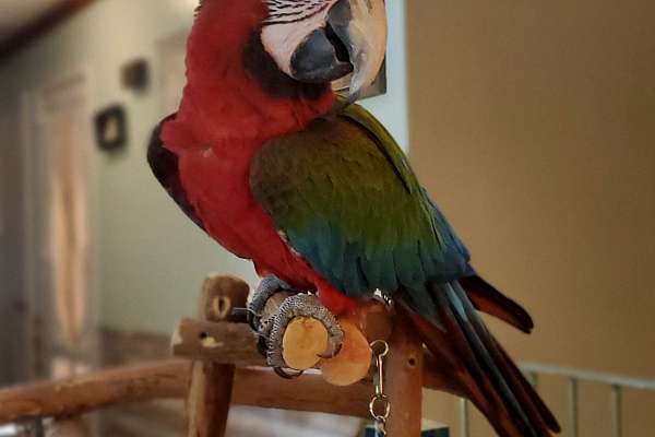 Greenwing Harlequin Macaw