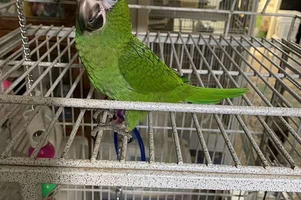 Hand Fed Hahns Mini Macaw