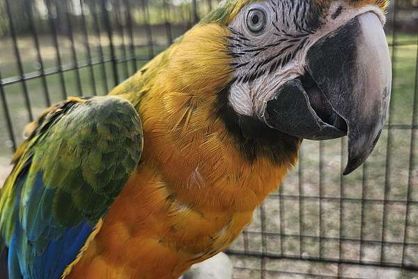Macaw
