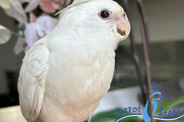 Baby Albino Cockatiel Available At Parrot Stars