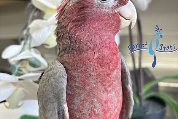 Baby Rose Breasted Cockatoo Available At Parrot Stars