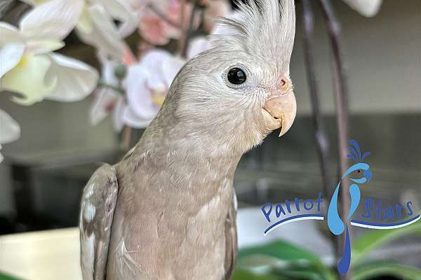 Baby Cinnamon White Face Cockatiel Available At Parrot Stars