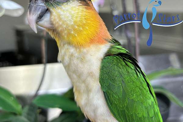 Baby Black Headed Caique Available At Parrot Stars