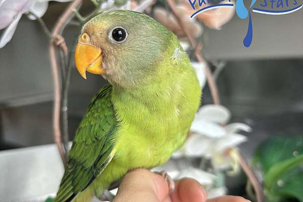 Baby Plum Headed Parakeet Available at Parrot Stars!