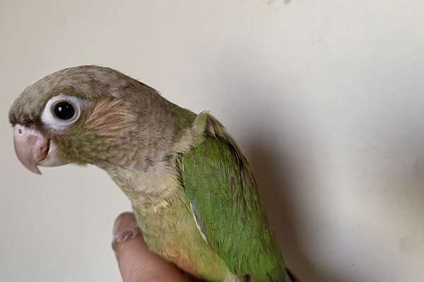 Cinnamon Green Cheek Conures Handfed Babies