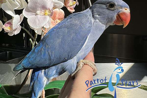 Baby Violet Cobalt Indian Ringneck Available At Parrot Stars!