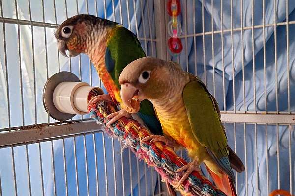 Talking Green Cheek Conure Pair