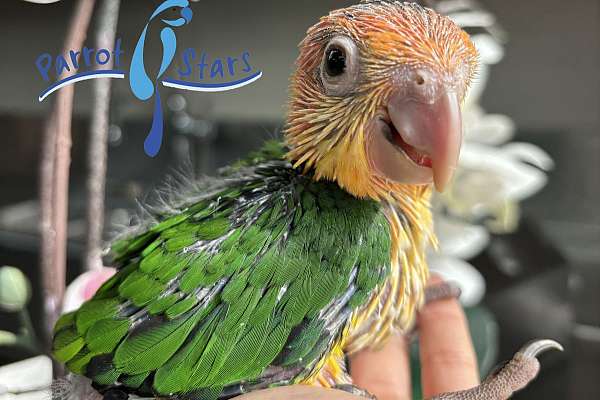 Baby White Bellied Caique Available at Parrot Stars!