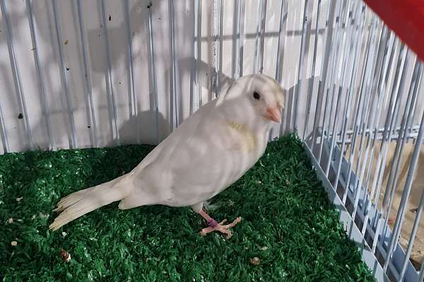 White Fife Canary