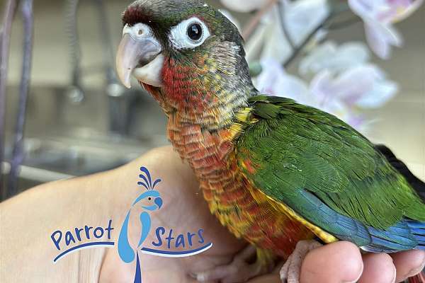 Baby Yellow Sided Green Cheek Conure Available At Parrot Stars!