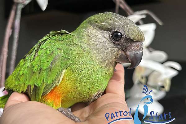 Baby Senegal Available at Parrot Stars!