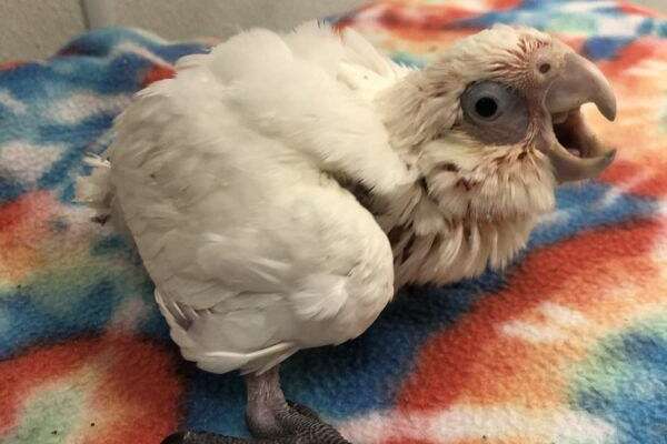 Bare Eyed Cockatoo