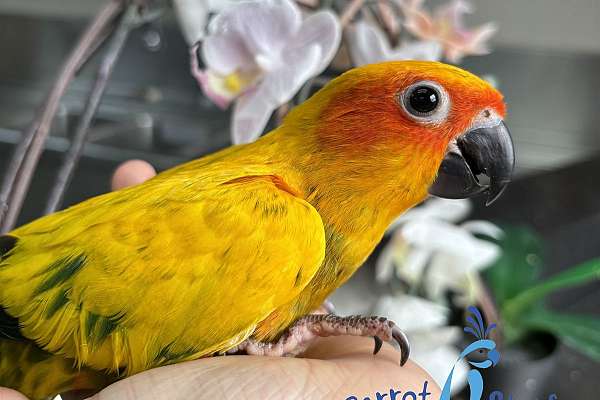 Baby Yellow Dominant Sun Conure Available at Parrot Stars!