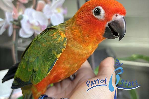 Baby Red Factor Sun Conure Available At Parrot Stars