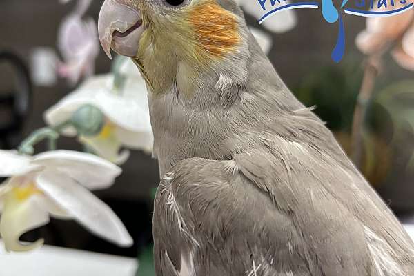 Baby Cinnamon Cockatiel Available At Parrot Stars