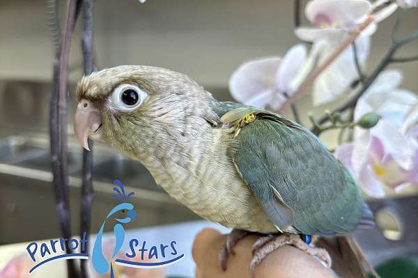 Baby Turquoise Cinnamon Green Cheek Conure Available at Parrot Stars!