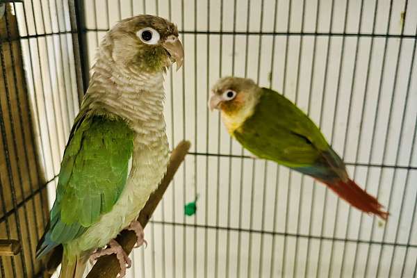 Green cheek conure breeding pair