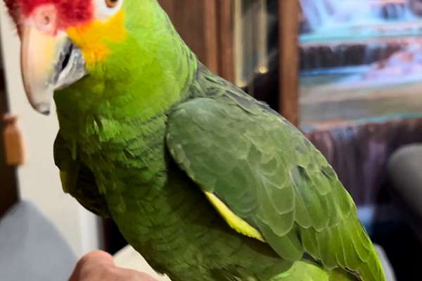 Beautiful Sweet Male Red Lored Amazon Parrot