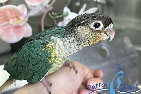 Baby Turquoise Yellow Sided Green Cheek Conure Available at Parrot Stars!