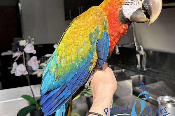 Baby Camelot Macaw Available at Parrot Stars!