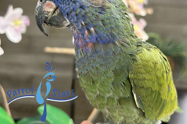 Baby Blue Headed Pionus Available At Parrot Stars!