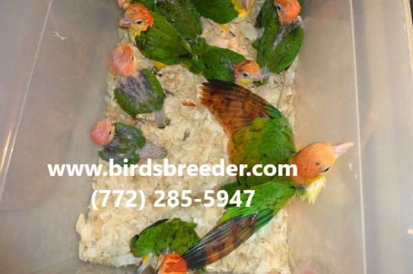 Baby White Bellied and Black Headed Caiques available at wholesale prices