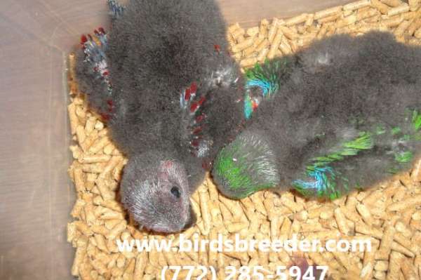 Baby pure Vosmaeri Eclectus available at $2,800 each