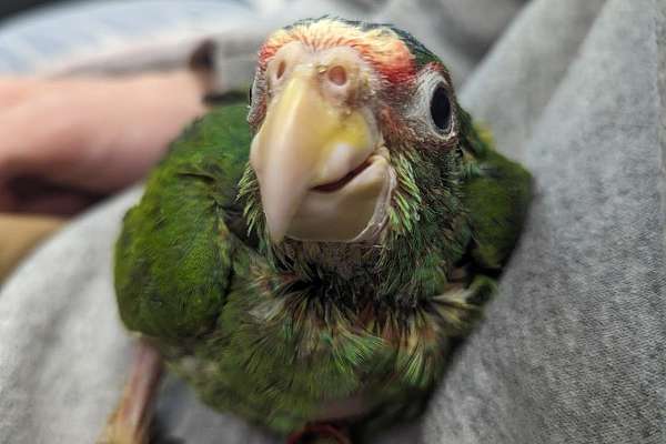 White Fronted Amazon   White Front Amazon Parrot For Sale 