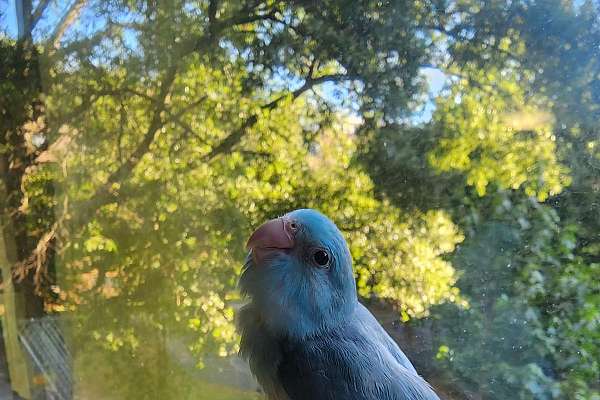 Parrotlet Baby Female