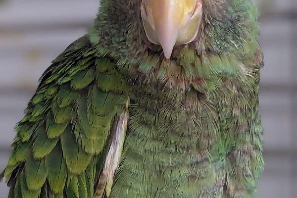 White Fronted Amazon   White Front Amazon Parrot For Sale 