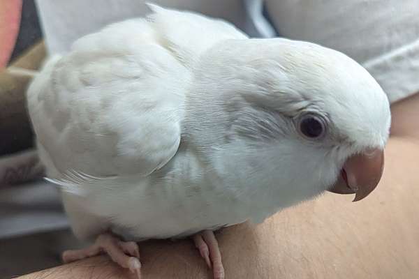 Quaki Color Special Color Quaker