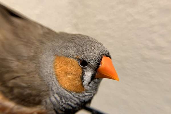 6 Zebra Finch Bird With The Cage