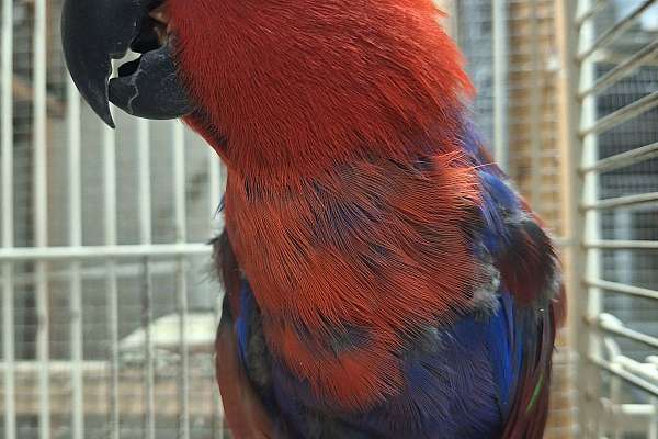 Eclectus