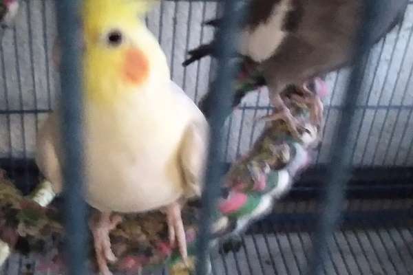 Lutino Cockatiel