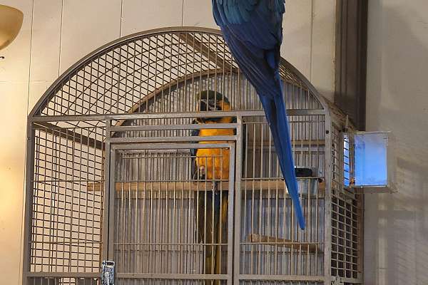 Curated visual reference: Pair Of Blue And Gold Macaws Photo Inspiration