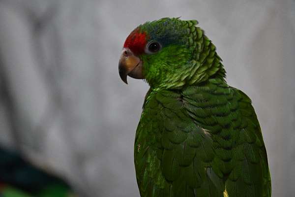 Red Crowned parrot